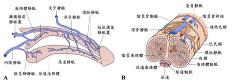 陰莖背靜脈截流術